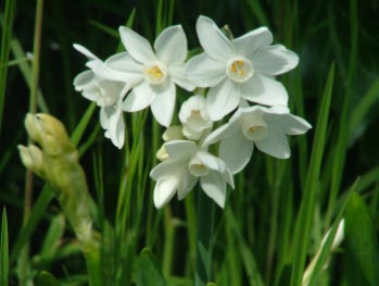 Narcissus 'Silver Chimes'  bestellen